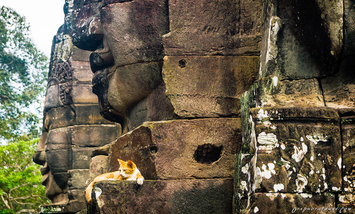 Bayon, detail kamenných tváří a ležící rezavá kočka